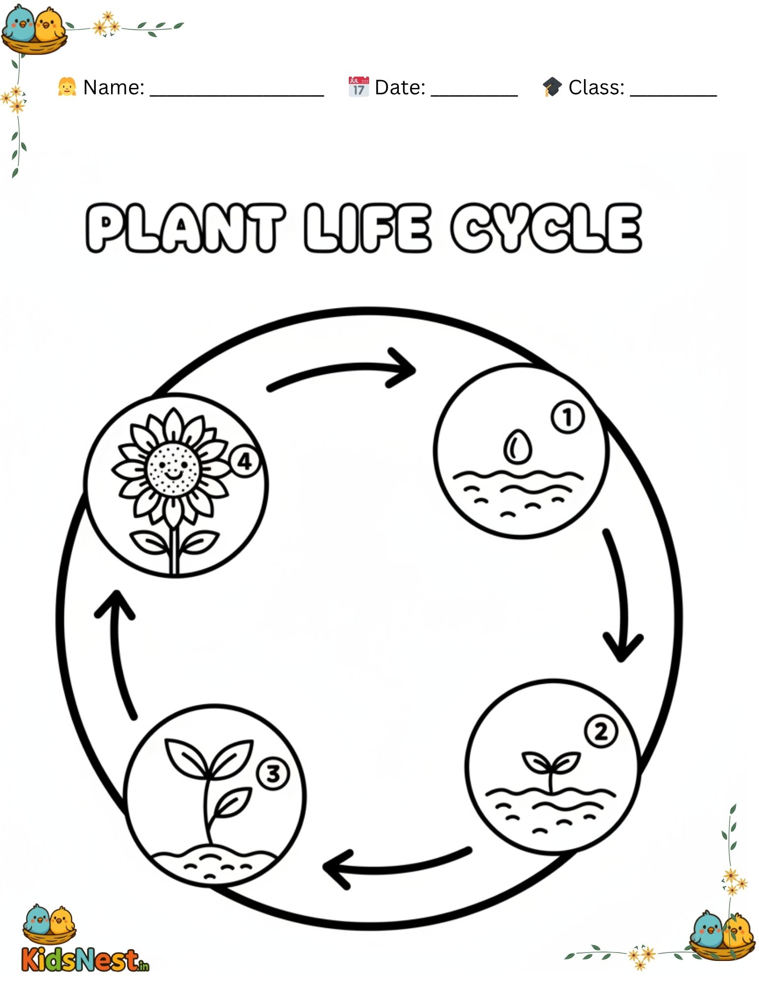 Sunflower & Plant Life Cycle for Kids | Printable Worksheets