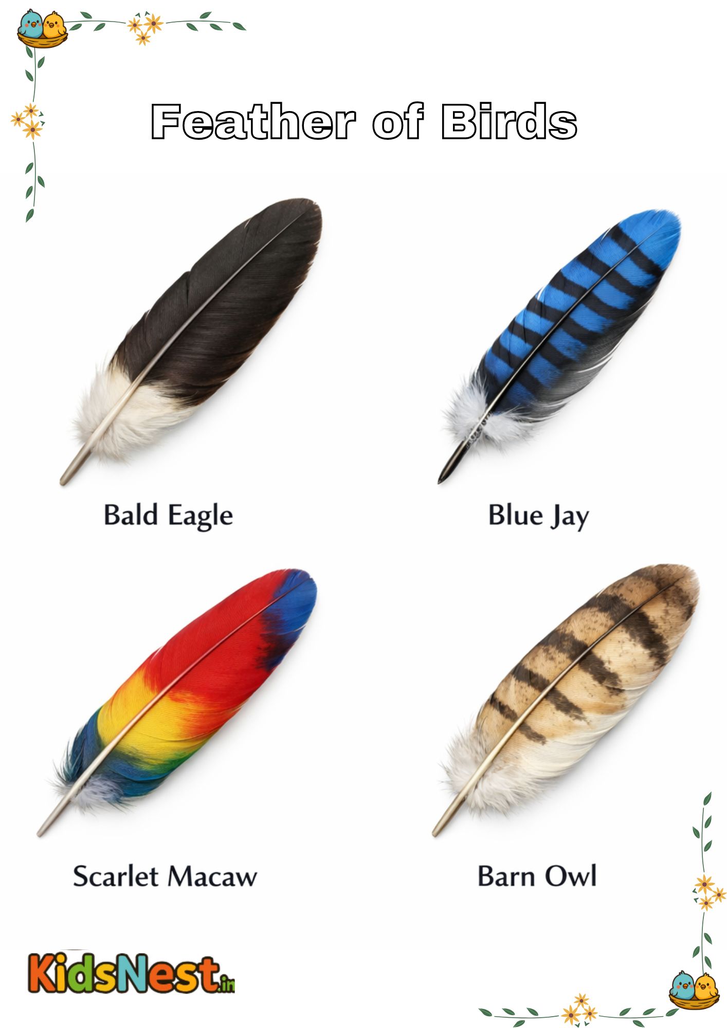 Printable Bird Feather Activity & Worksheet for Kids cover