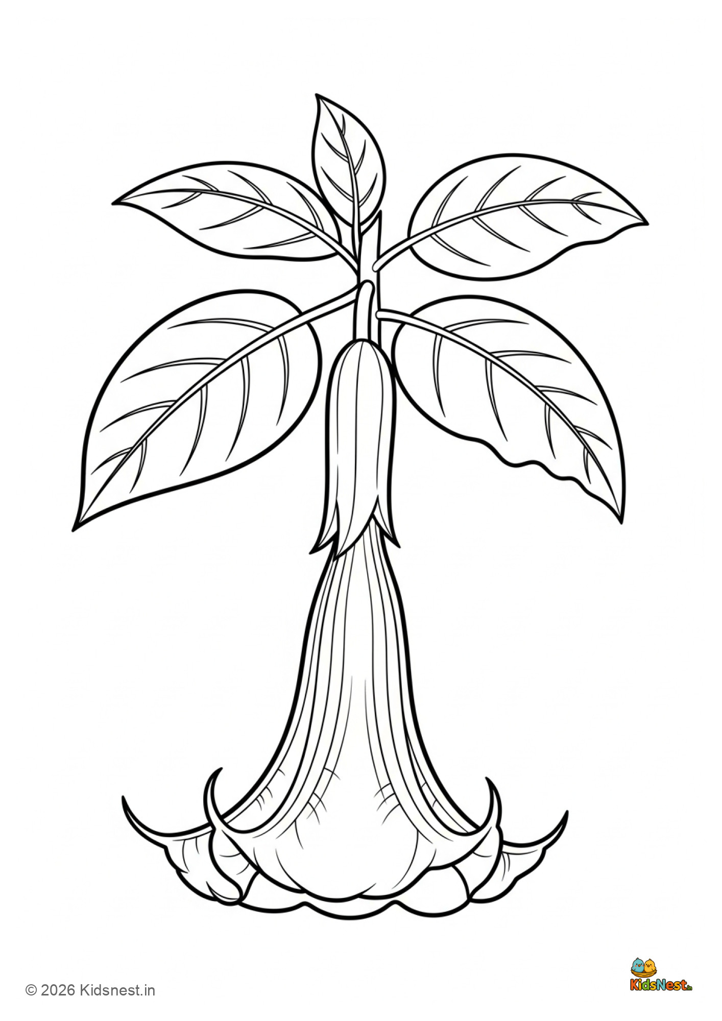 Angel's Trumpet Flower Coloring Page for Kids | Free Printable