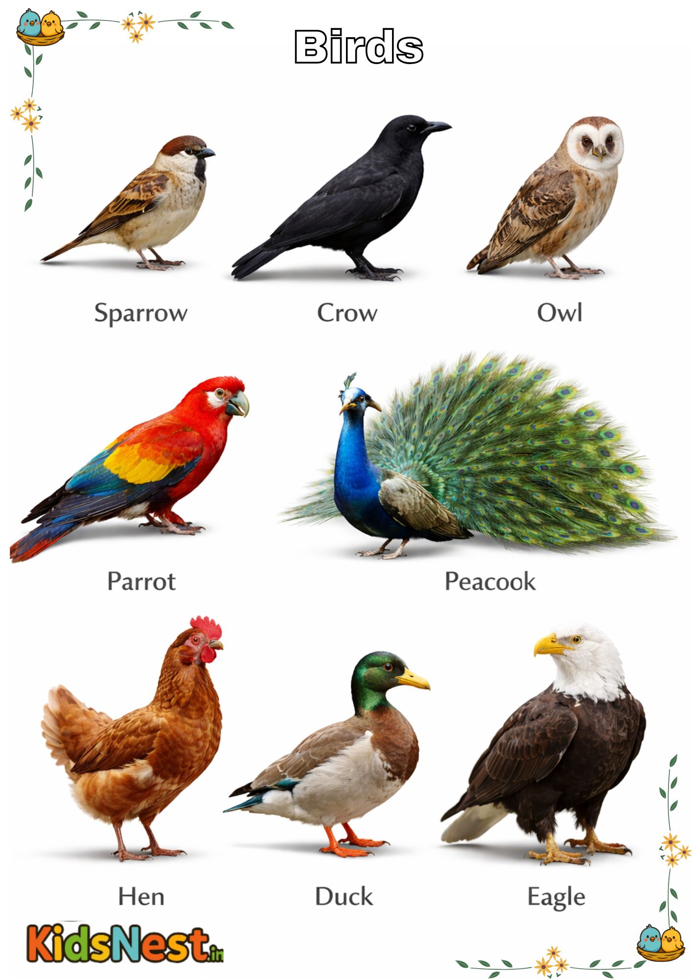Printable Birds Chart & Worksheet for Kids | Educational Fun