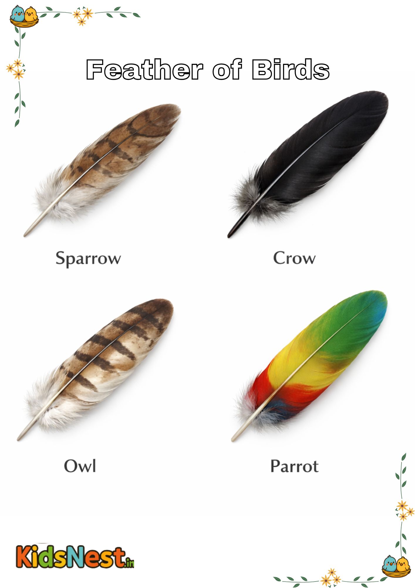 Kids Bird Feather Craft & Activity | Printable Worksheet
