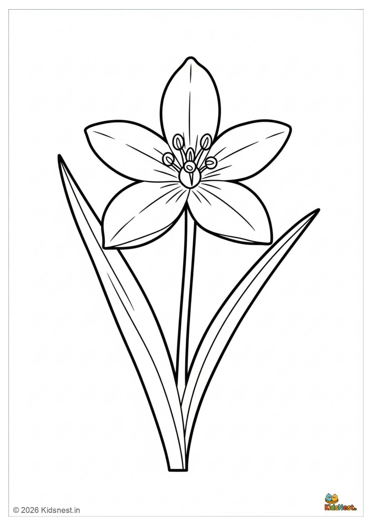 Blue-Eyed Grass Flower Coloring Page for Kids | Free Printable