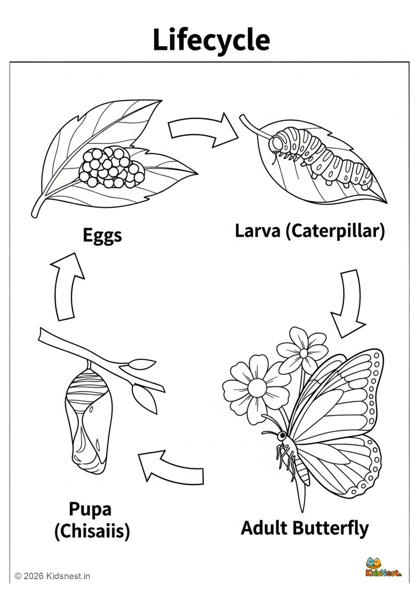 Butterfly Lifecycle Worksheet | Free Printable for Kids