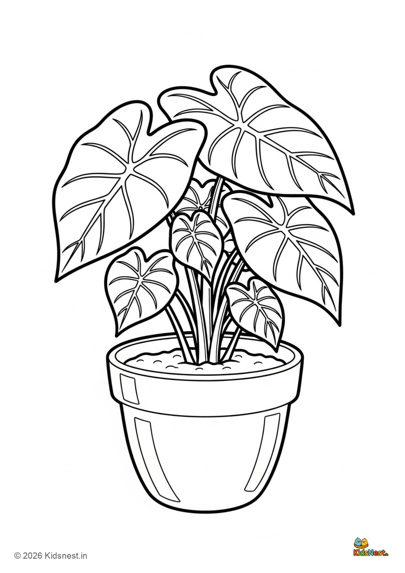 Caladium Plant Coloring Page for Kids | Free Printable