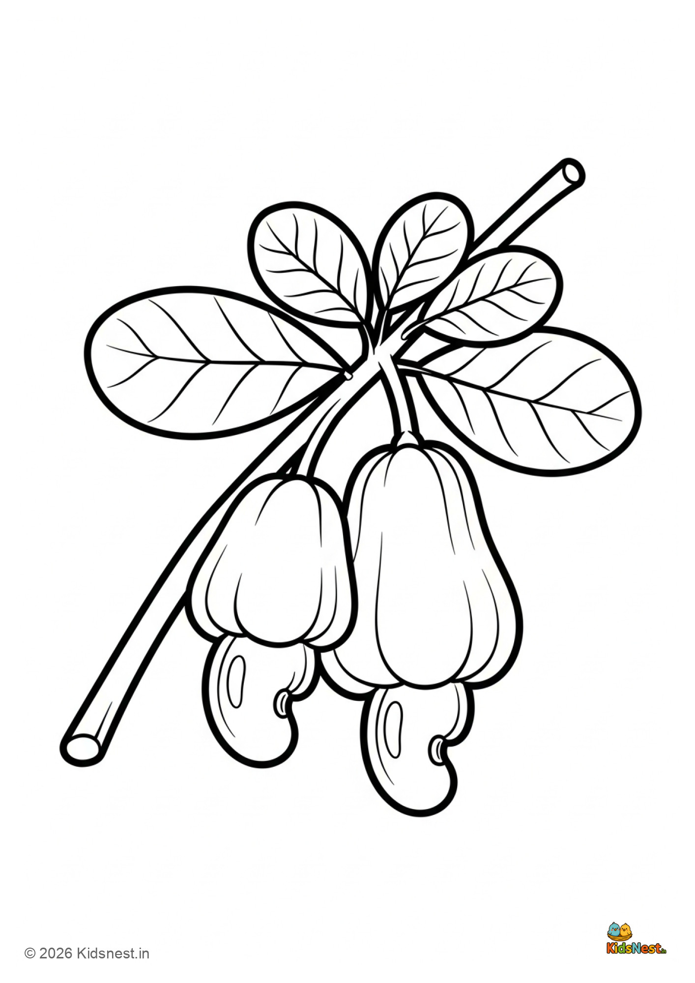 Cashew Nut Plant Colouring Page for Kids | Free Printable