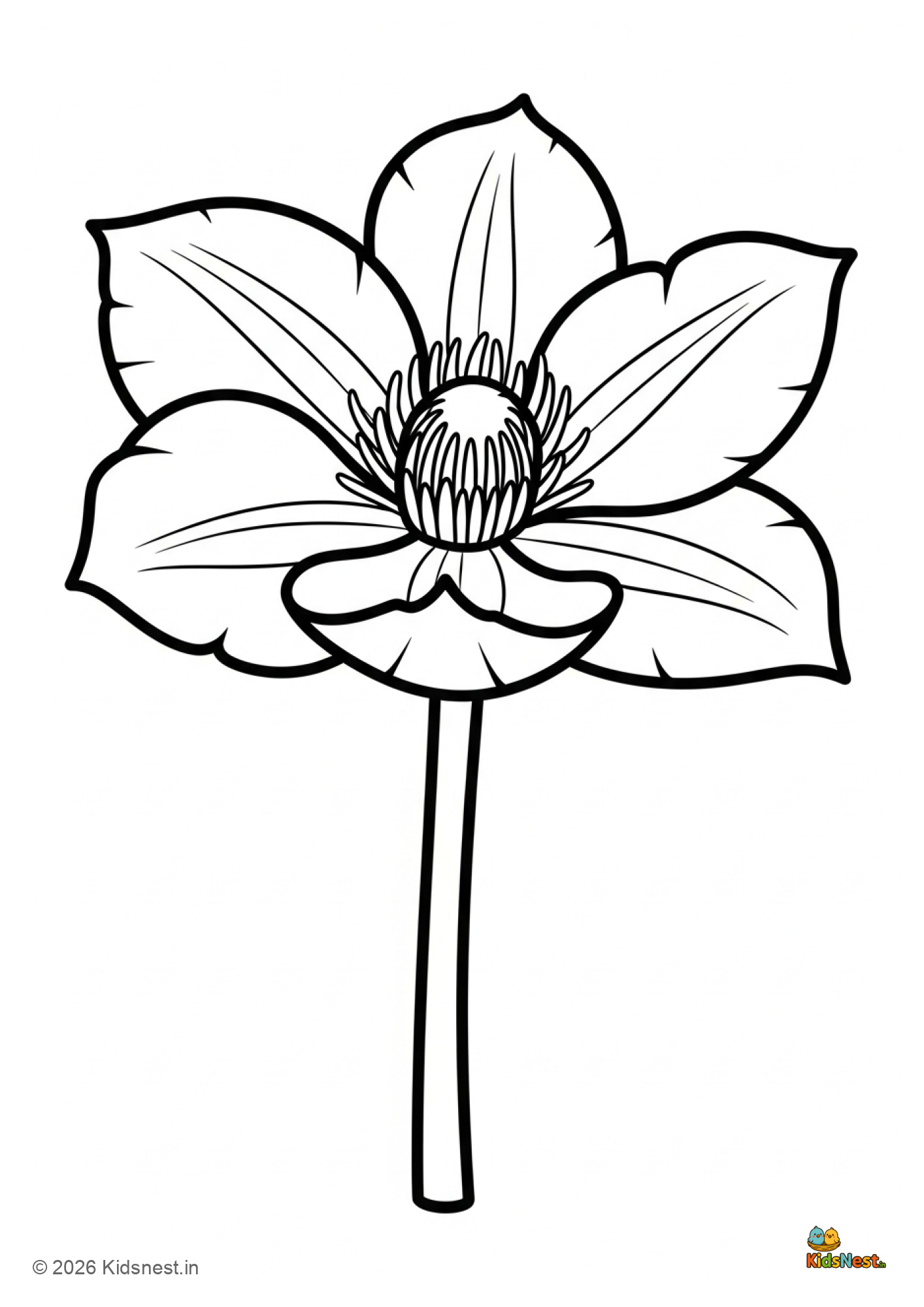 Clematis Flower Coloring Page for Kids | Free Printable