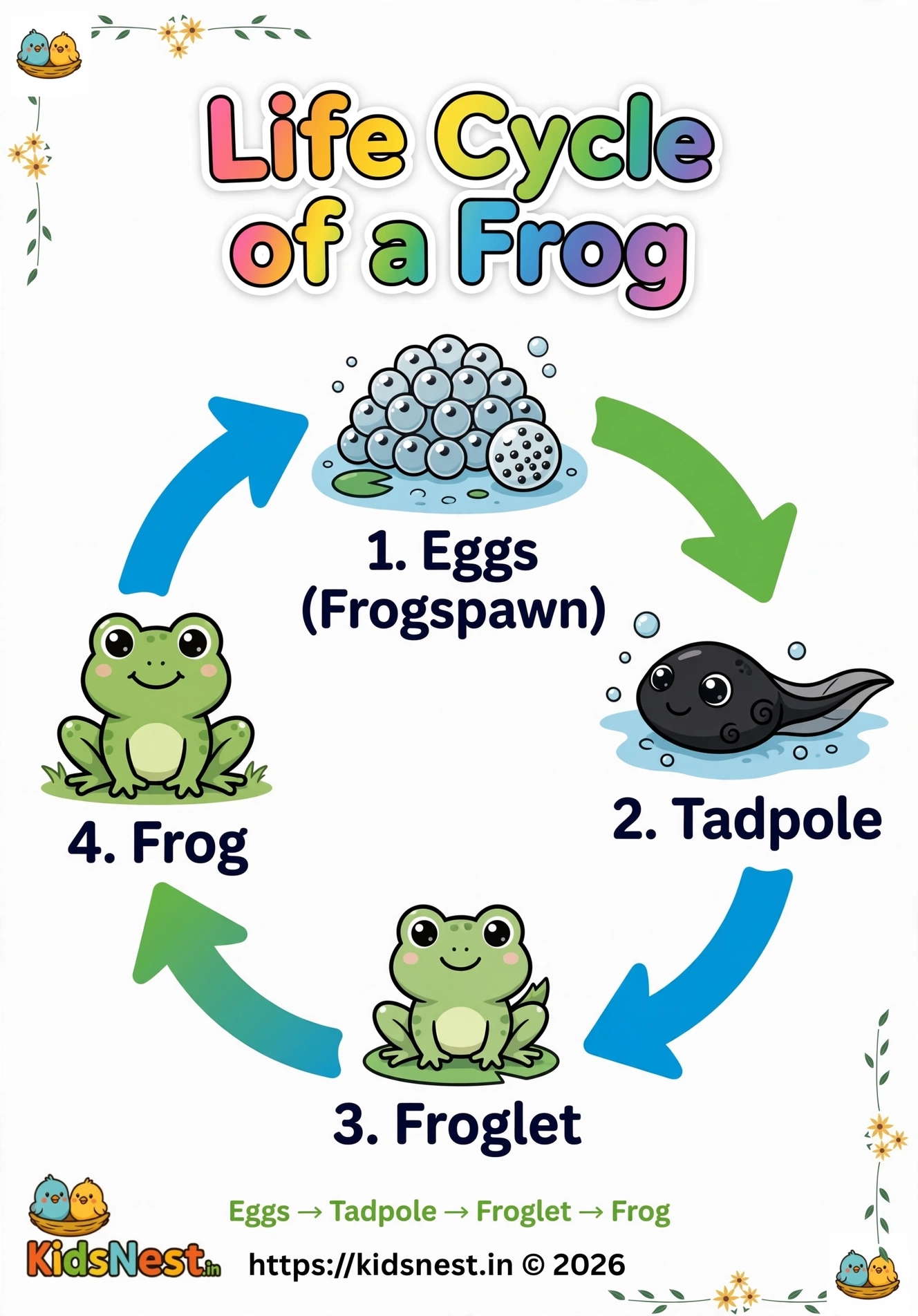 Life Cycle of a Frog Coloring Page | Free Printable for Kids