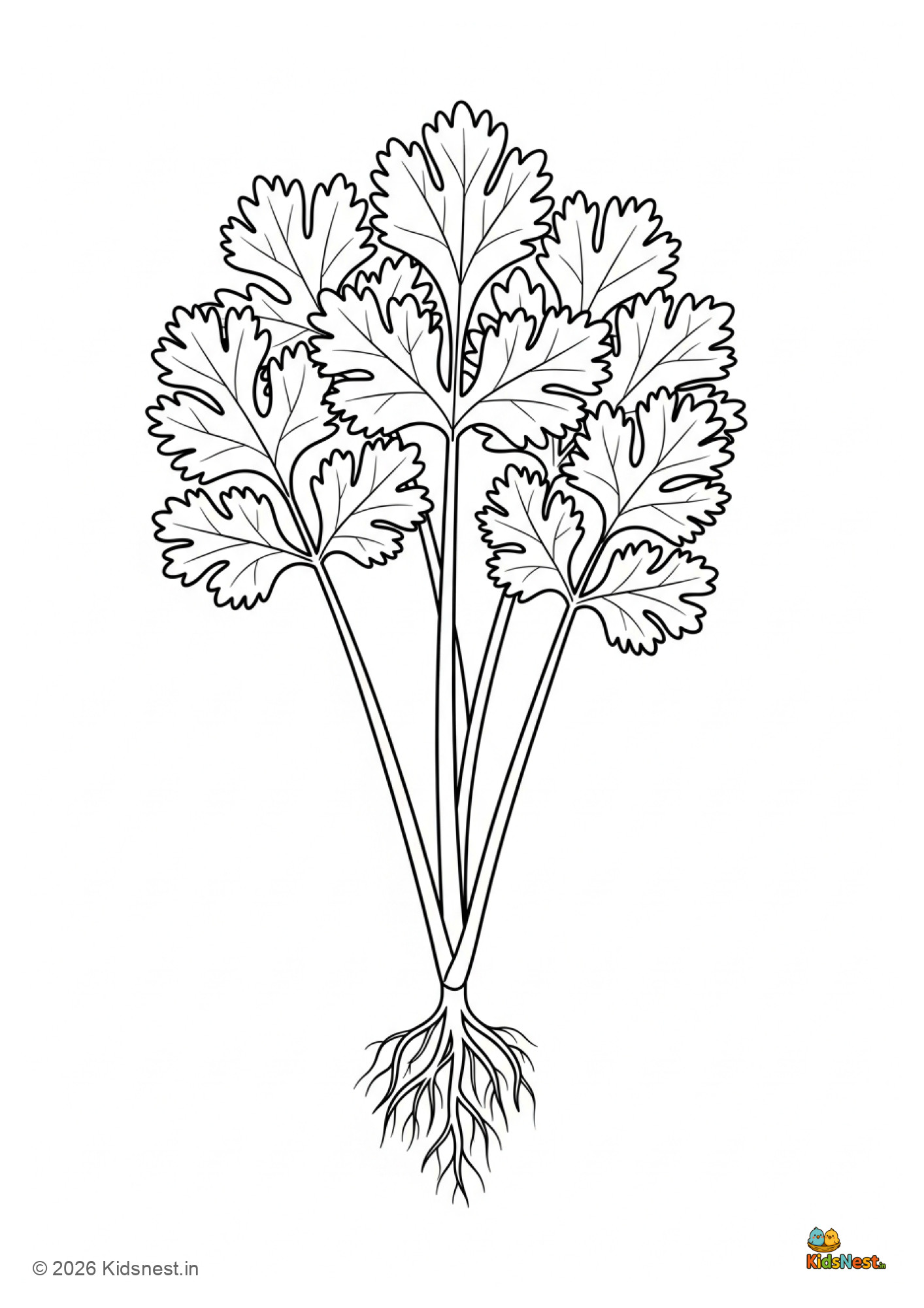 Free Cilantro Coloring Page for Kids | Printable Herb Activity