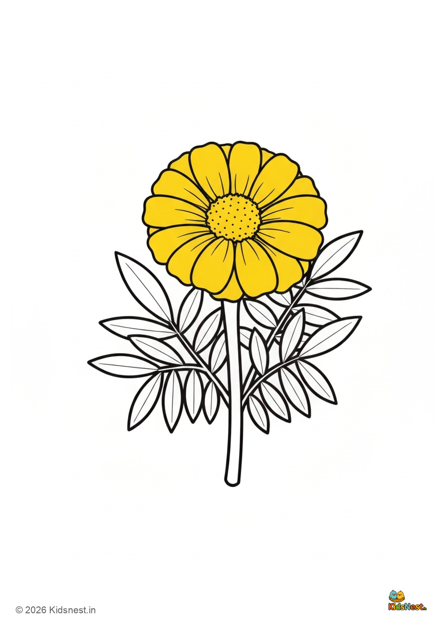 Free Marigold Flower Coloring Page for Kids | Printable PDF