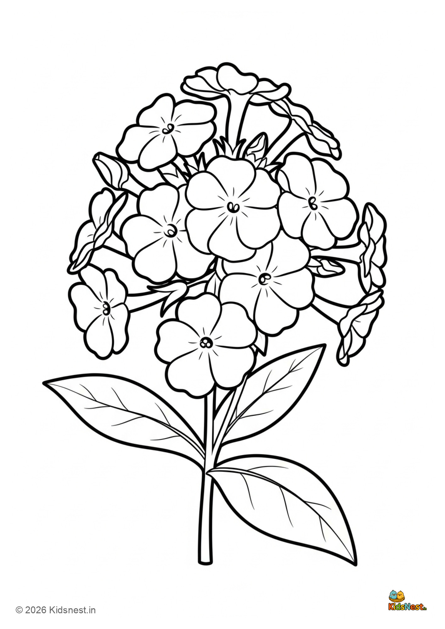 Free Printable Phlox Flower Coloring Page for Kids