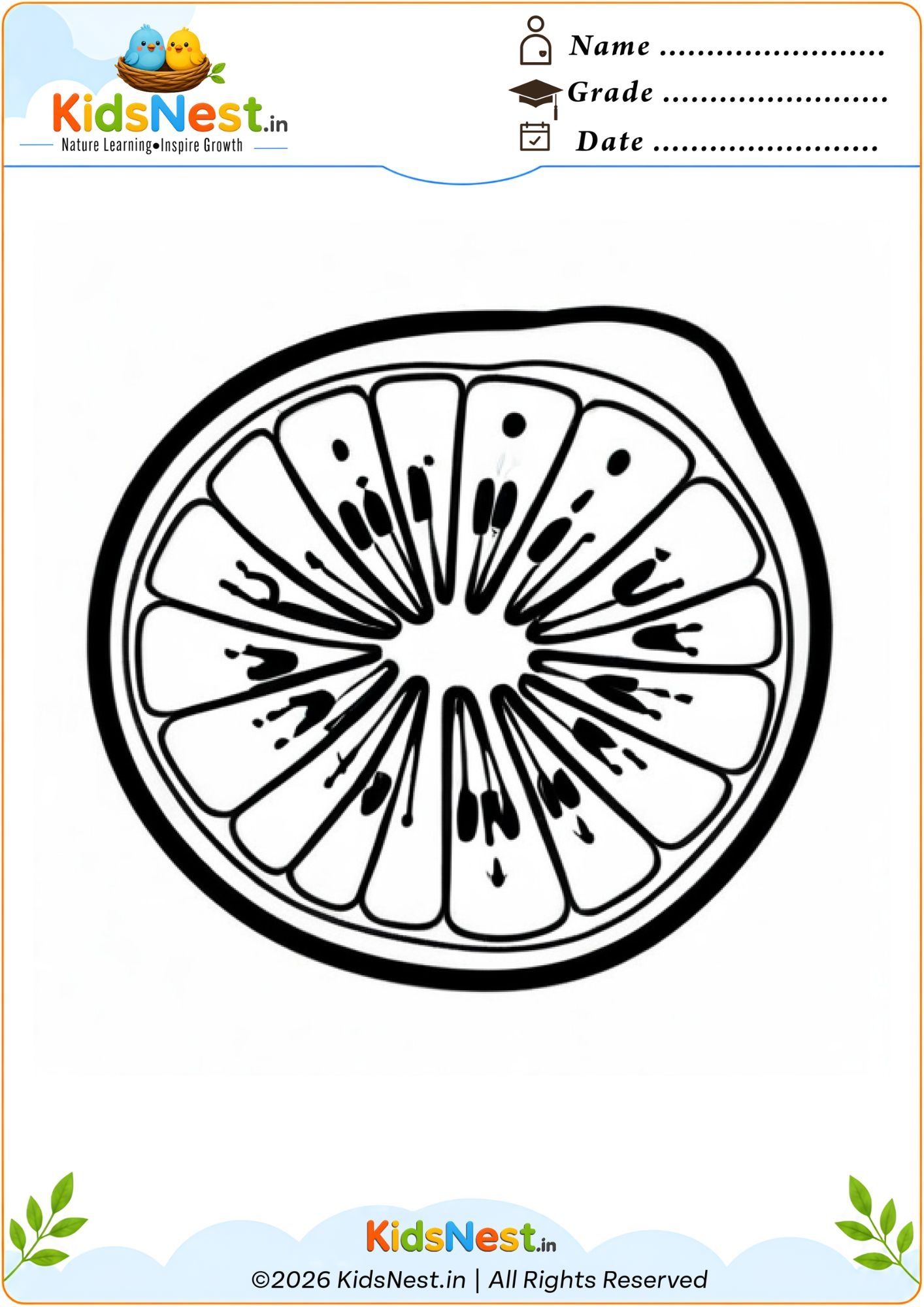 Citrus Fruit Slice Coloring Worksheet for Kids | Printable PDF