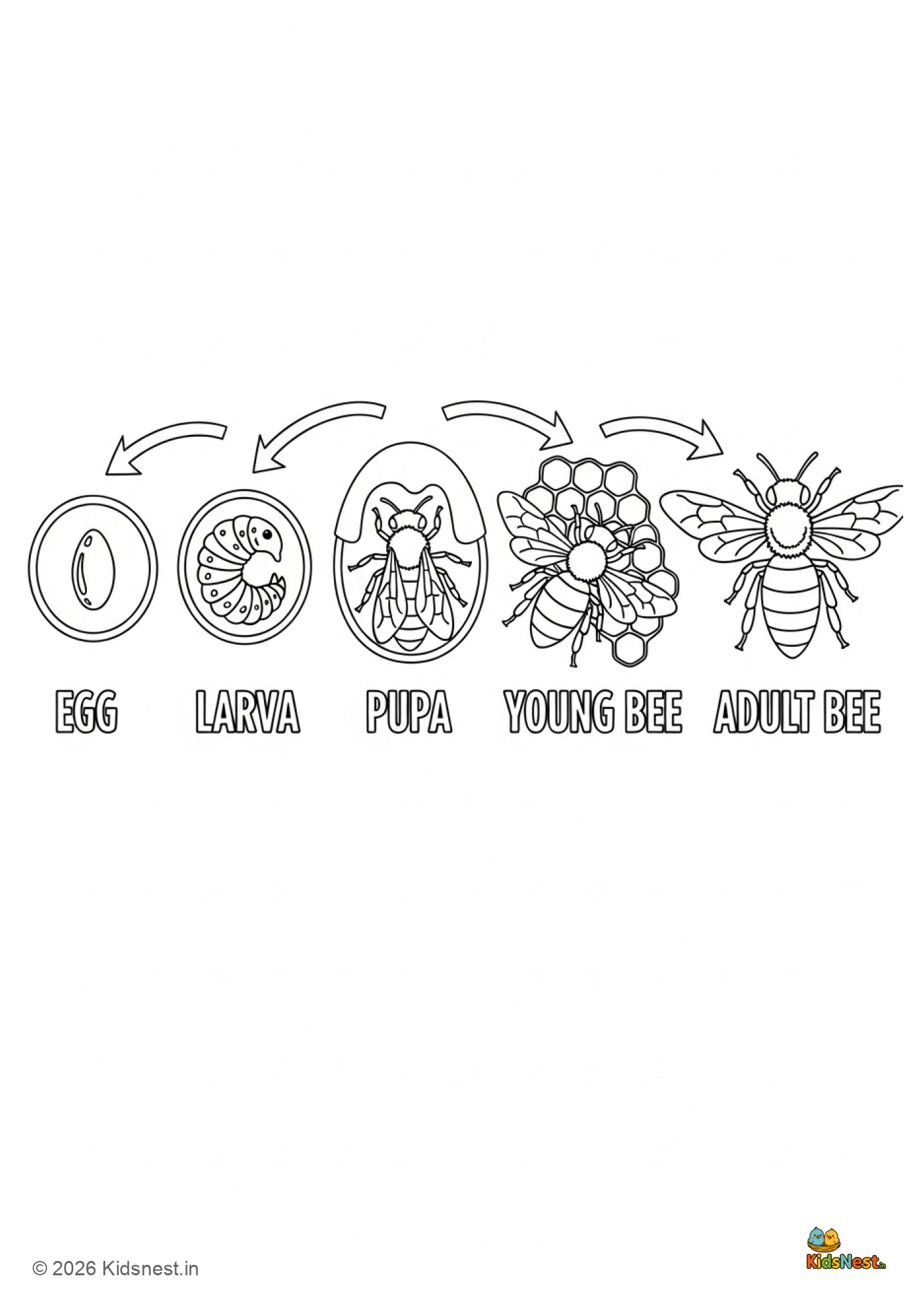 Honeybee Lifecycle Worksheet | Printable Science Activity for Kids