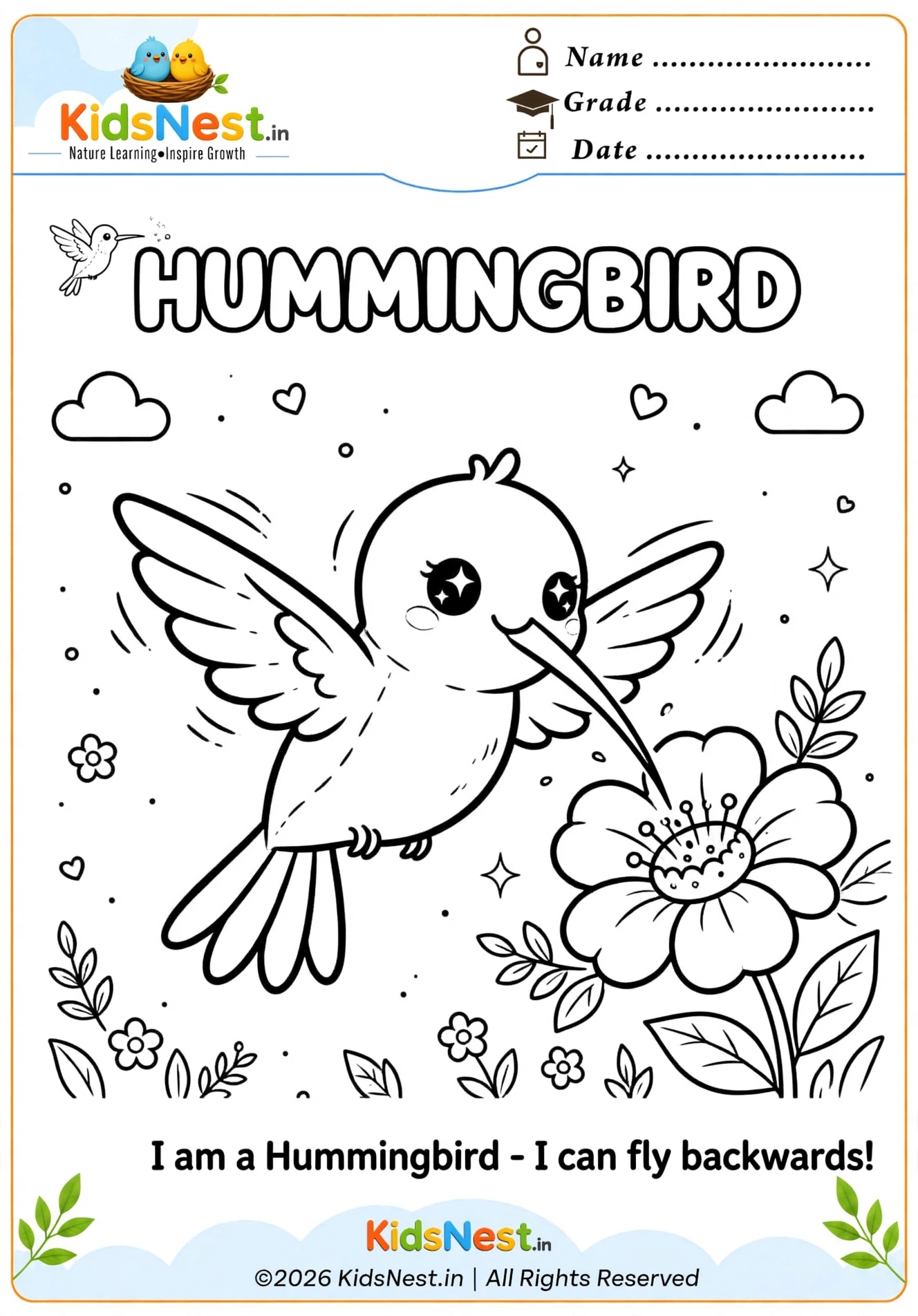 Hummingbird Coloring Page for Kids | Free Printable PDF