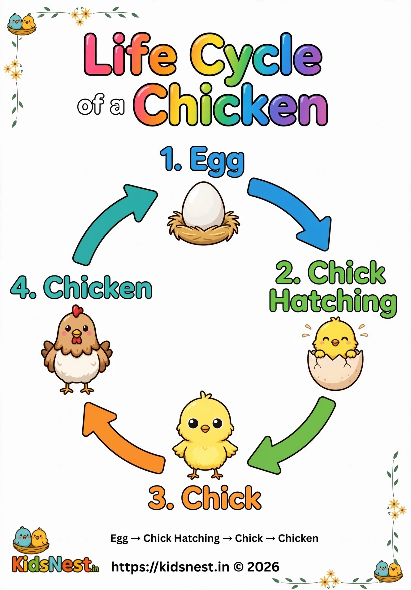 Life Cycle of a Chicken Coloring Page | Free Printable for Kids