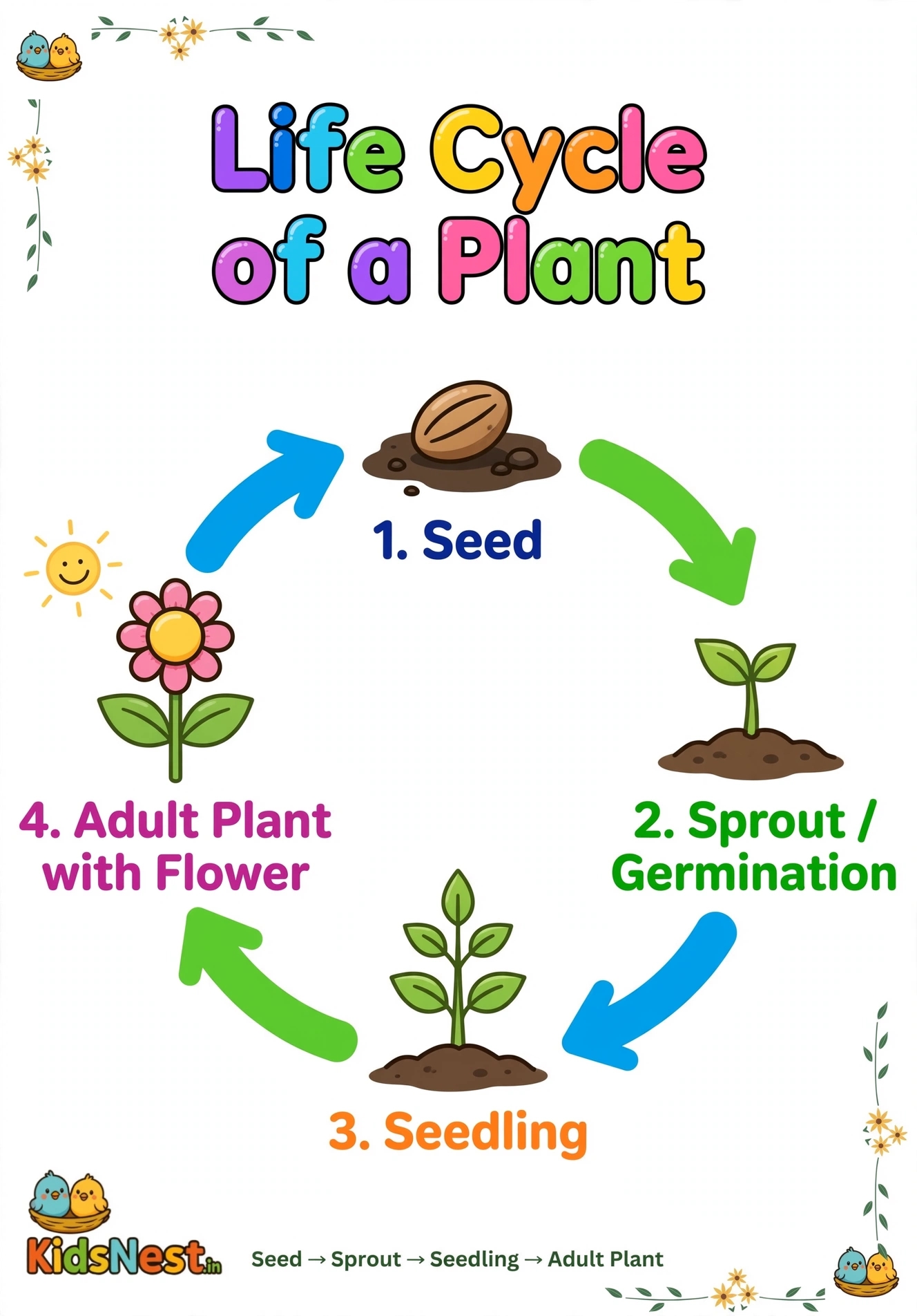 Life Cycle of a Plant Coloring Page | Free Printable for Kids