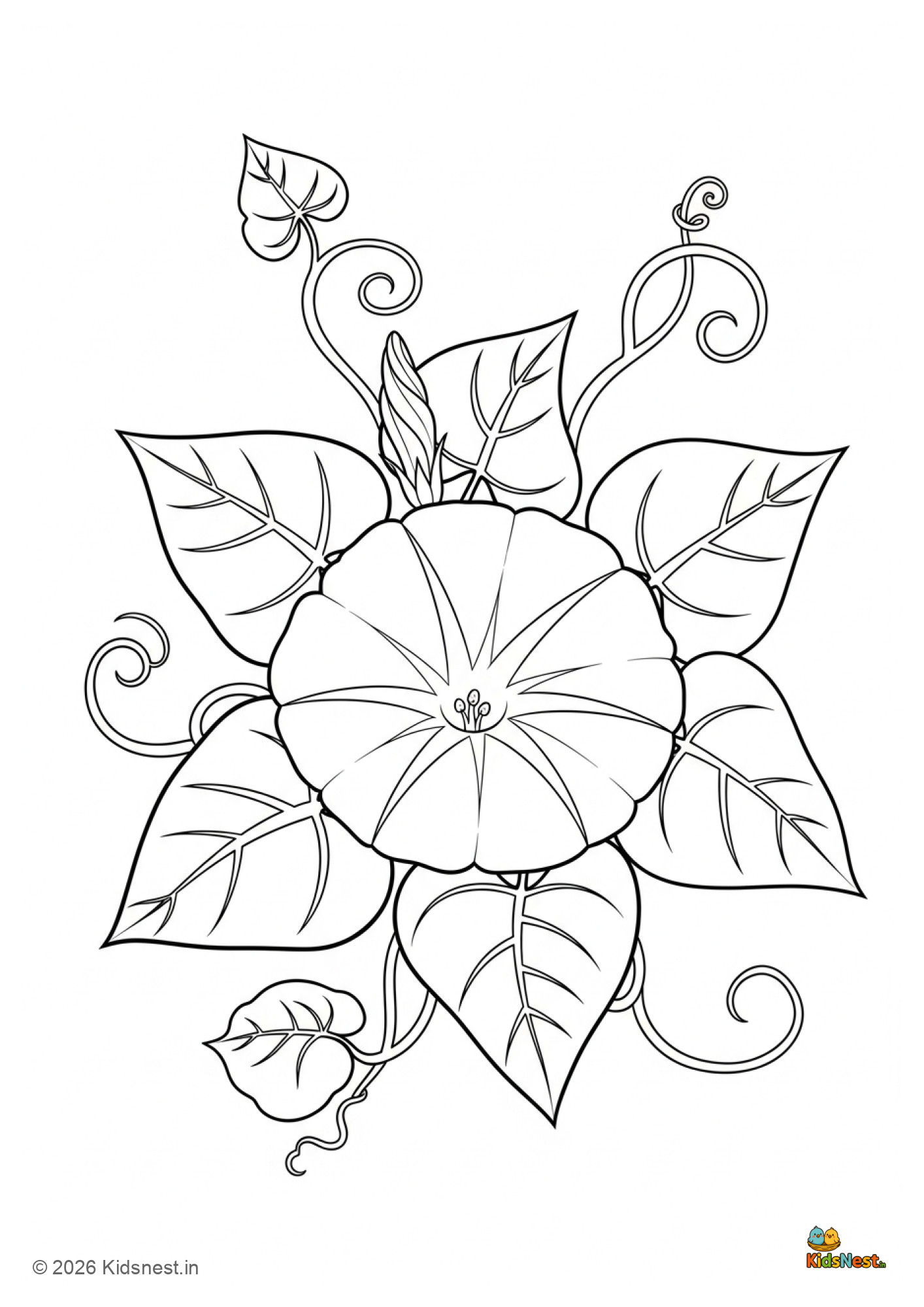 Morning Glory Flower Coloring Page for Kids | Free Printable