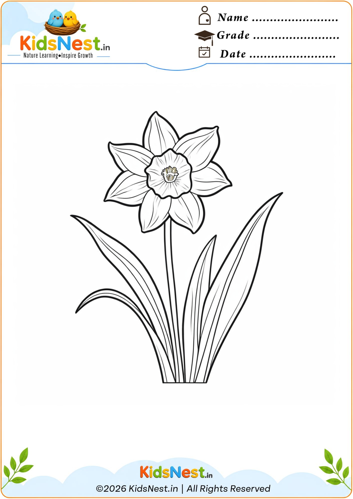 Narcissus Flower Coloring Page for Kids | Free Printable