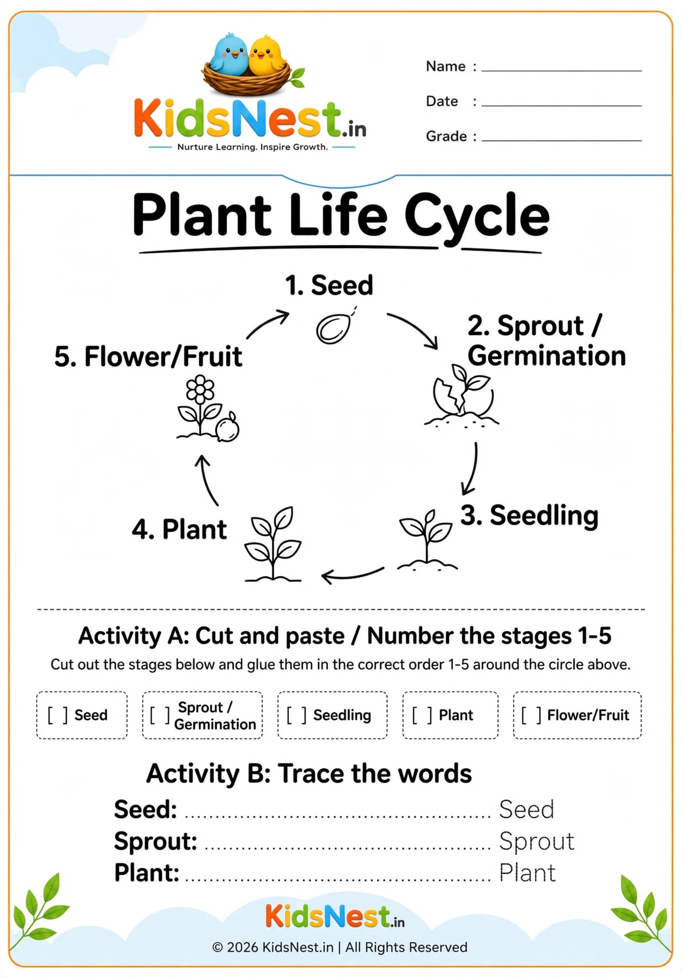 Plant Life Cycle Worksheet for Kids | Printable Science Activity