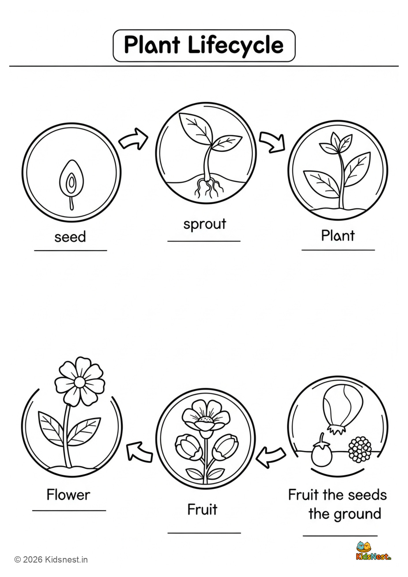Plant Lifecycle Worksheet for Kids | Printable Science Activity
