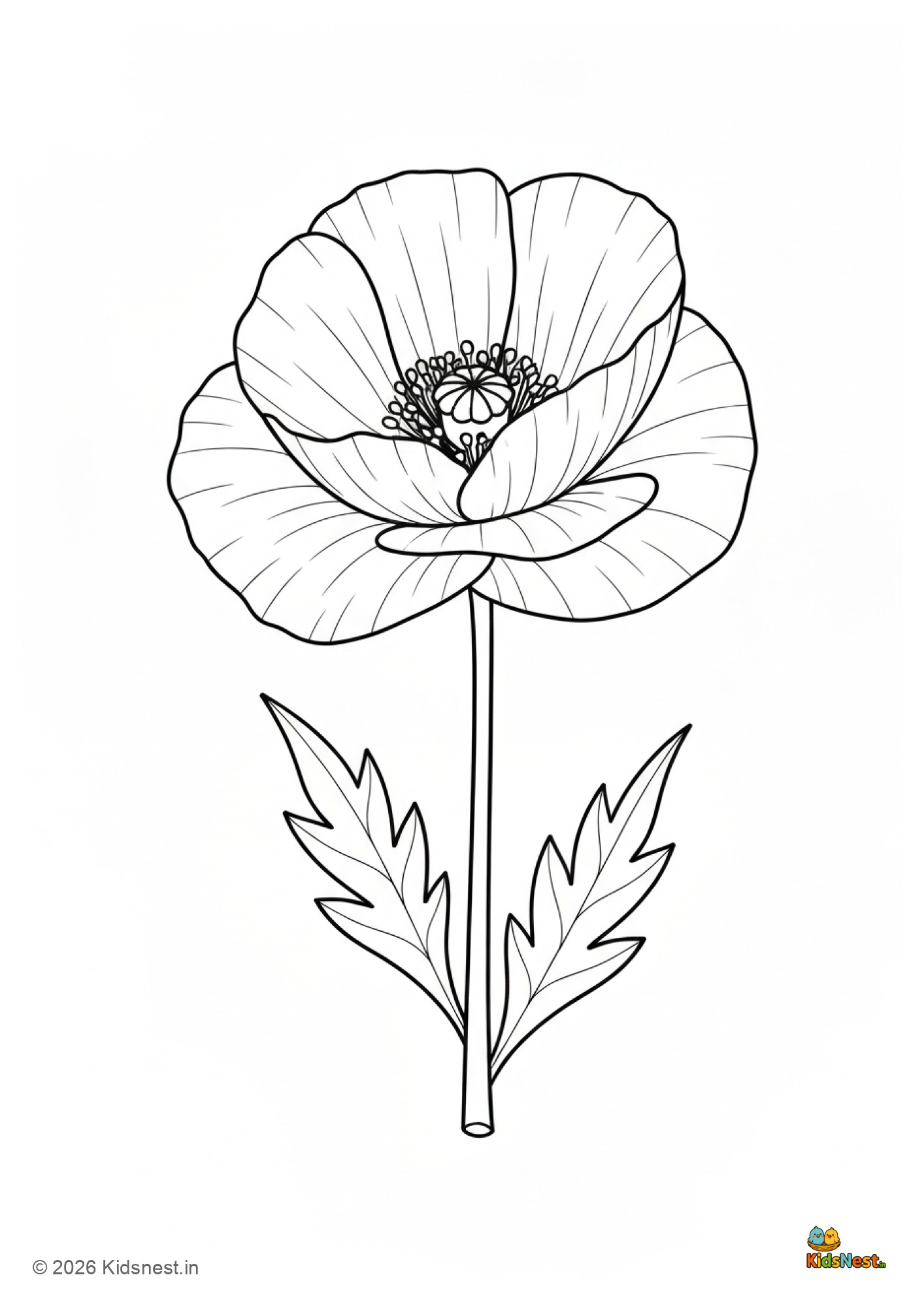 Poppy Flower Coloring Page for Kids | Free Printable PDF