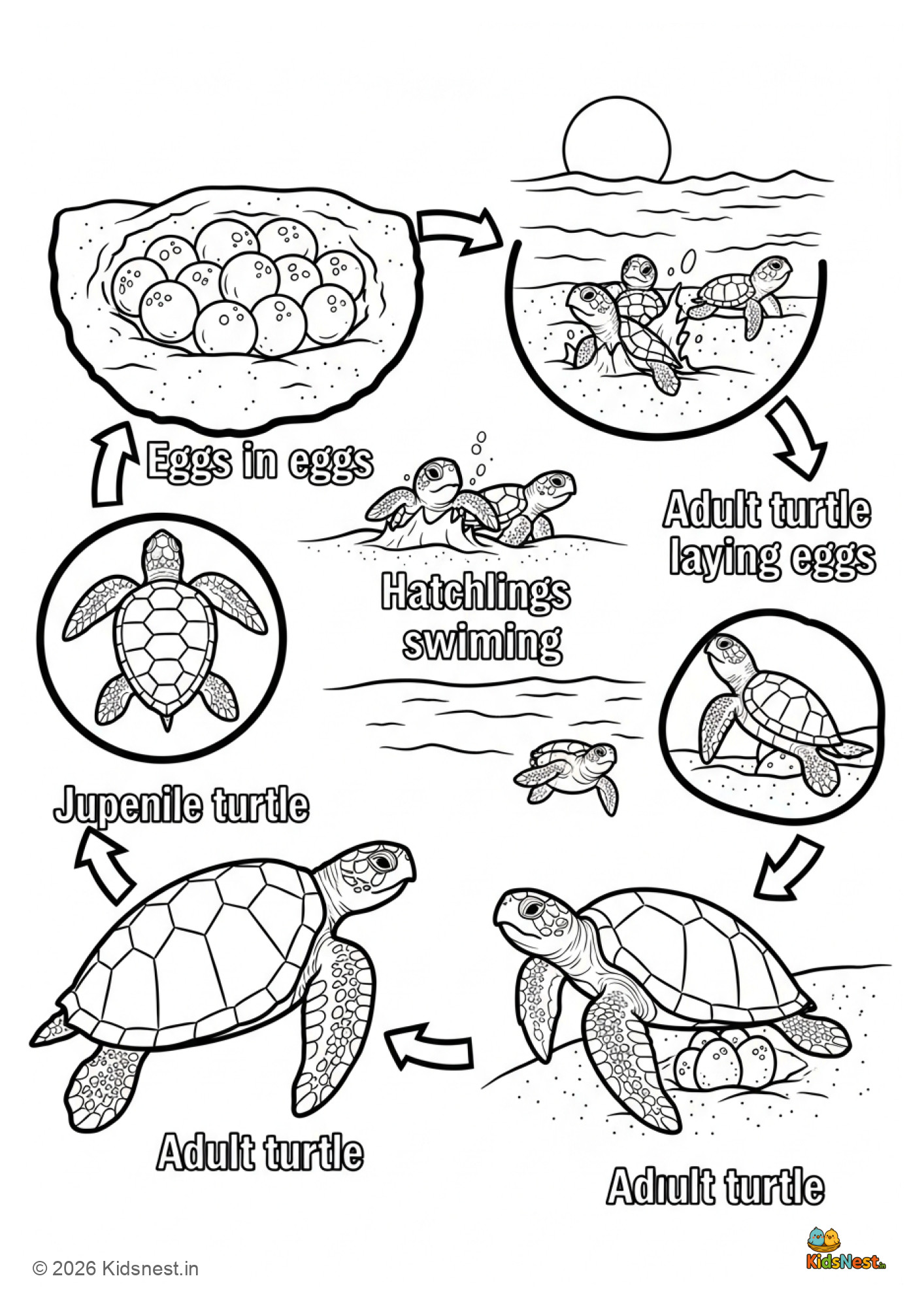 Sea Turtle Lifecycle Worksheet | Free Printable for Kids