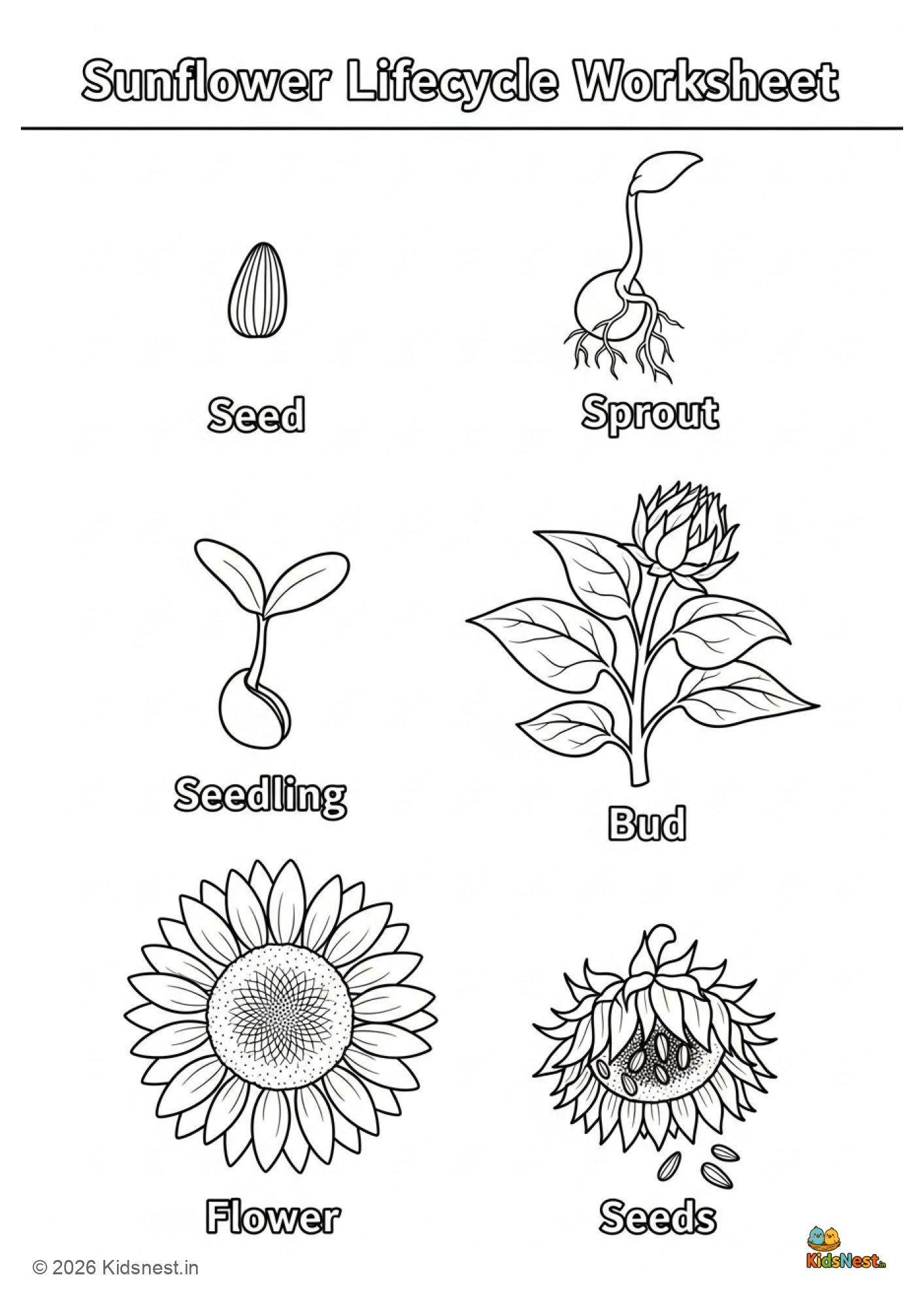 Sunflower Lifecycle Worksheet | Free Printable for Kids