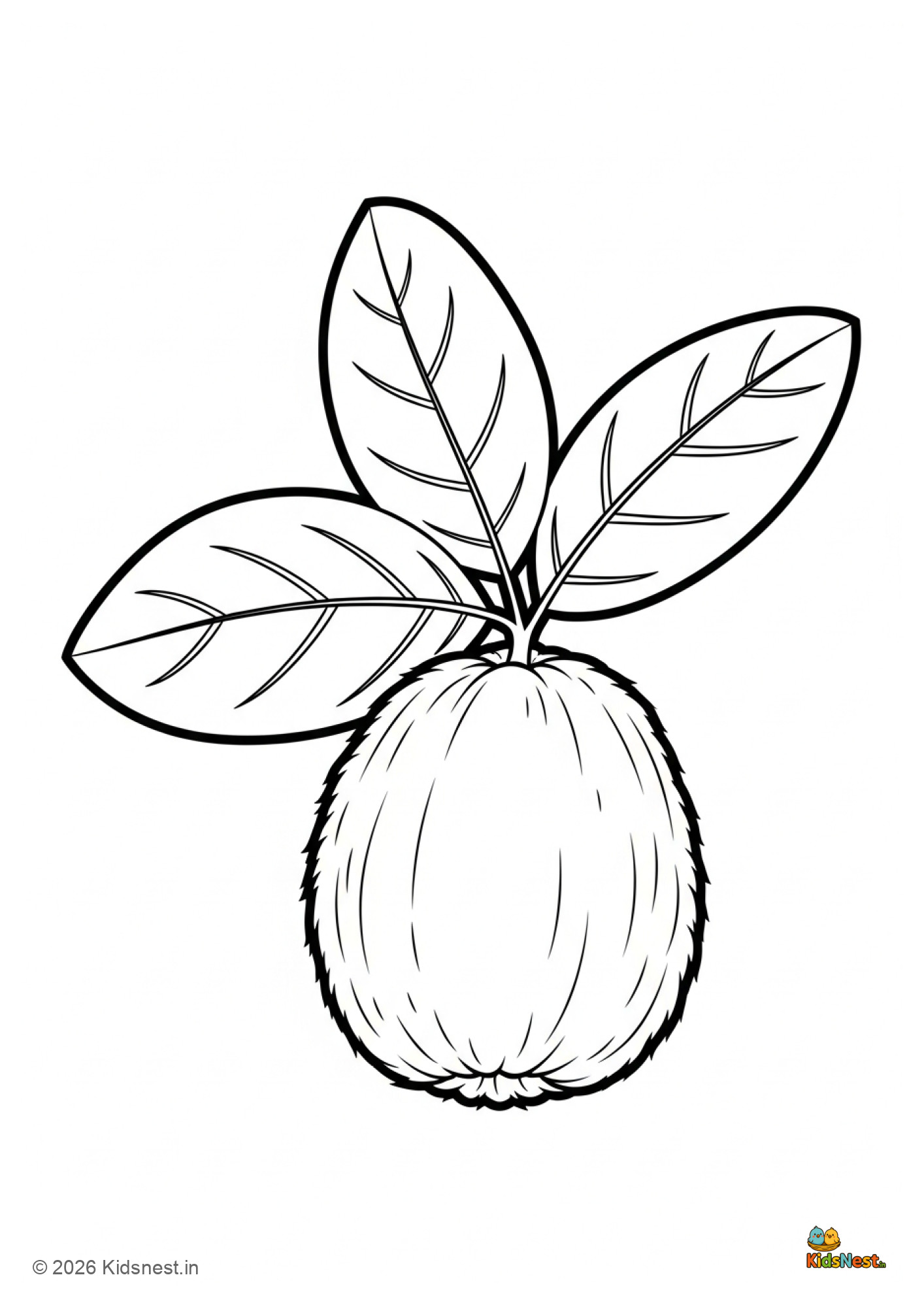 Velvet Apple Fruit Coloring Page for Kids | Free Printable
