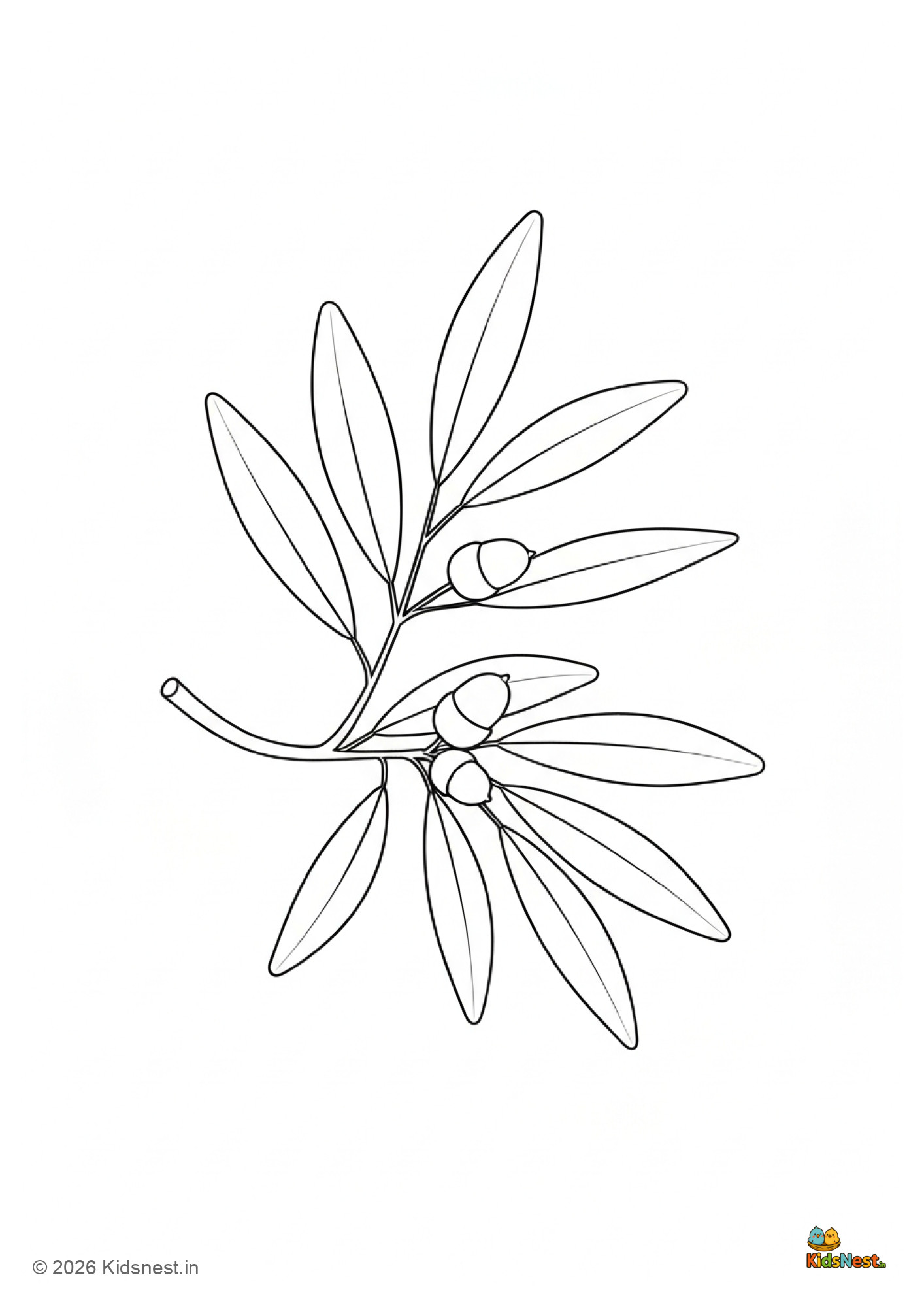 Willow Oak Branch Coloring Page | Free Printable for Kids